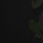 sidearea-background